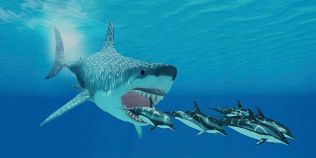 Giant, Terrifying Megalodon Had A Warmer Heart Than We Thought