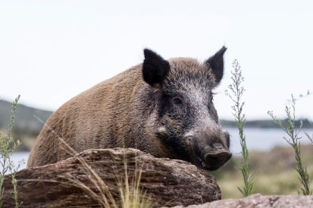 Hunting For The Wild And Feral Pigs Ravaging Argentina & South America