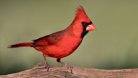 Bright City Lights Linked To Smaller Eyes In Urban Birds: Study