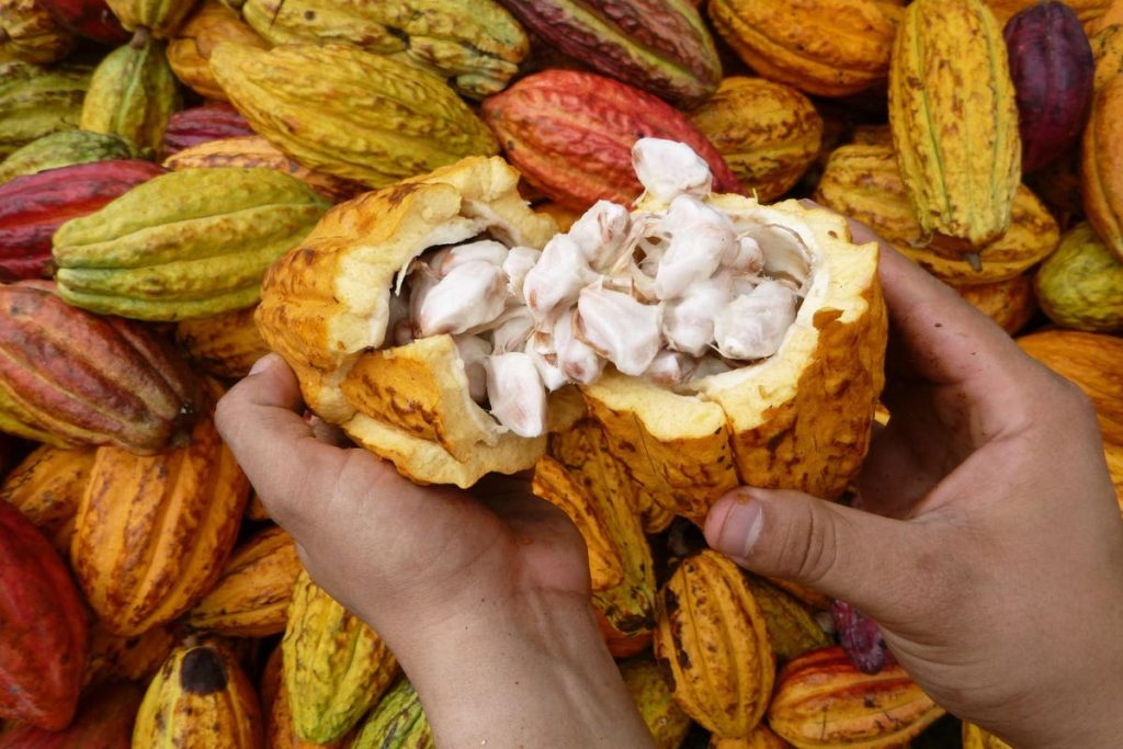 Mindo Chocolate Makers and Ethical Indulgence In Ecuador And Michigan