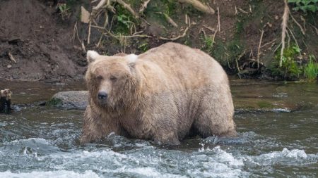 Fat Bear Week Champion Crowned After Epic Battle Of The Bulge