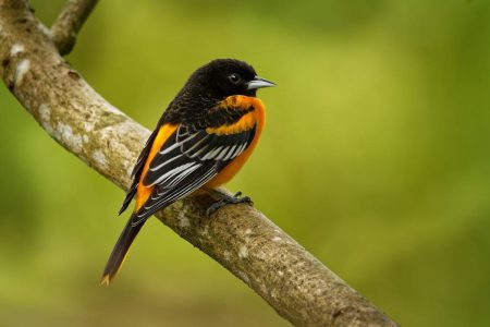 Space Weather Can Wreak Havoc On Seasonal Bird Migration