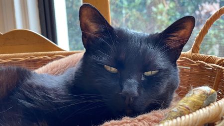 How Do Cats Purr? A Lot Like Britney Spears Sings, Study Finds