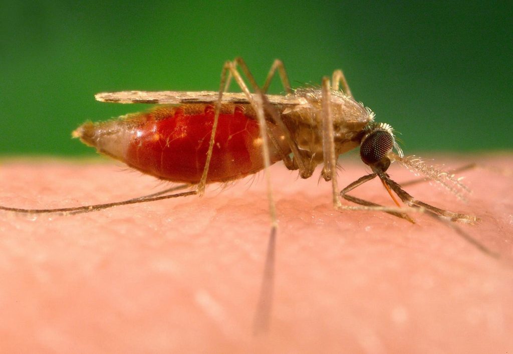 Malaria Is Spreading In The U.S. An Infectious Disease Doctor Explains This Troubling Trend