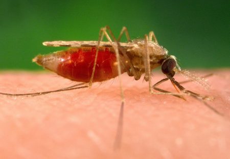Malaria Is Spreading In The U.S. An Infectious Disease Doctor Explains This Troubling Trend